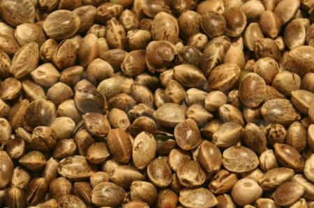 Конопля техническая весовая